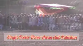 Single Footer Horse Awan club Pakistan