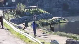 Jogger gets surprised by aggressive deer during run.