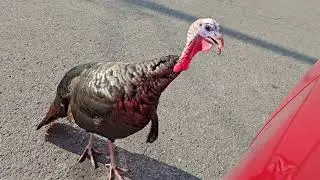 Tom the aggressive Wild Turkey Patrolling the street of Ottawa