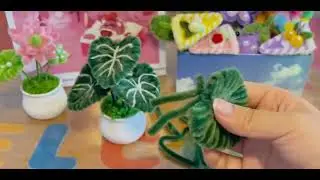 Pipe Cleaner Monstera plant (Pipe Cleaner taro)