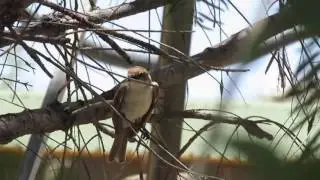 Marico Flycatcher