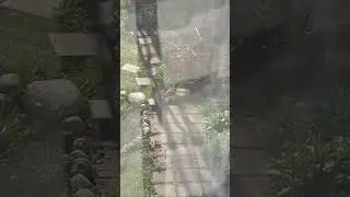 This is they do..#wildbirds #nature #ourbackyard #shortsfeed #shortvideo #birds #short
