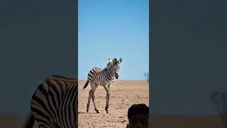 A Baby Zebra Left to Die in the Desert and a soldier saved him #ai​ #zebra​ #indianarmy​ #women​