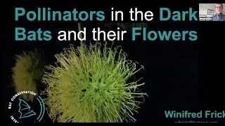 Bats as Pollinators; Bat-Friendly Gardens
