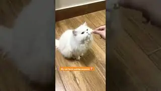 My cat loves eating popcorn 🍿