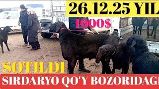 SIRDARYO QOʻY BOZORIDAGI BUGUNGI NARXLAR 🐐🐑🐏