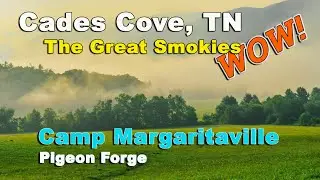Camp Margaritaville RV Resort | Cades Cove Black Bear | Gatlinburg | The Great Smokies