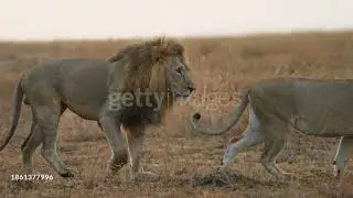 lion mating video in jungle beeding bred lion with lioness