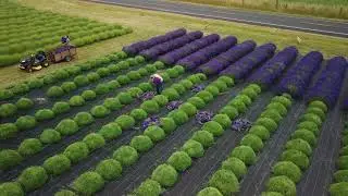 Lavender Harvest 2018 Begins at B&B Family Farm!