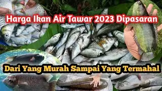 Harga Ikan Air Tawar 2023 mulai yang murah sampai yang mahal