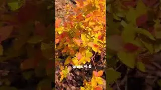 My FAVORITE Plant!! Double Play Candy Corn Spirea by Proven Winners