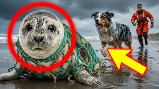 Умный пес на пляже зовет на помощь, чтобы спасти плачущего тюлененка из смертельной сети &mdash; Спасение