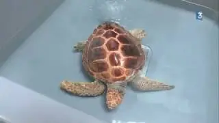 On sauve de plus en plus de tortues marines en Méditerranée au Grau du Roi