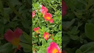 #sunflowergarden#travel#shorts