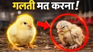 सही Day-Old Chick 🐣 Kaise Pehchane | ❌ गलती मत करो, 💰 पैसा बचाओ | Poultry Farming Tips in Hindi 🐔&rdquo;