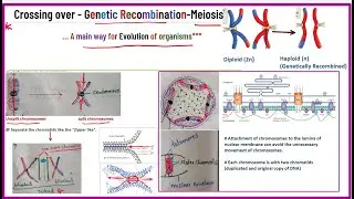 Crossing over in genetics/genetic recombinations / JL & UG & PG & NEET & CSIR NET- full concept