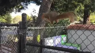 Squirrel running on fence