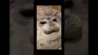 German seal #shorts #memes #fyp #seal (credit to @2homiedawgs)