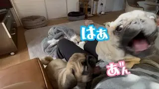 毎日がこんな感じの9日間【パグ兄妹ナッツときのこ】