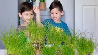 Bagong hairstyle ng grass head family! 🤍