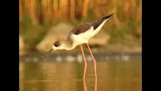 Black winged Stilt Himantopus himantopus feeding behaviour DSCN8125 1