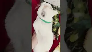 #memes #cat #видосыоткота #цитаты #кот #котофейка #юмор #веселыекоты #стэтхэм #рекомендации