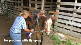 Dusty quarter pony for sale