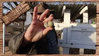 Will Frozen Eggs Hatch and Are They Still Good For Eating