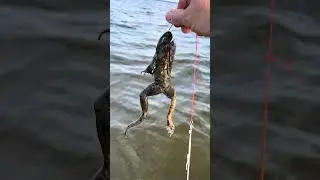 Live or cut bate -Croppie & bluegill or bull frogs  is great but bullfrog heads are my favorite