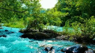 RELAXING WATER & FOREST SOUNDS &ndash; ASMR LIVE NATURE