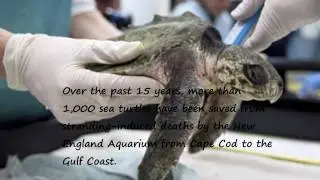 New England Aquarium Sea Turtle Heroes Tribute