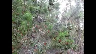 Native Shore Pine Trees on the Mountain Tops of Salt Spring Island