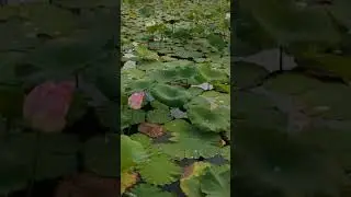 Teratai Bunga Indah