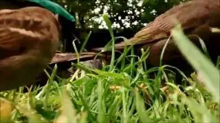 Birds eating mealworms