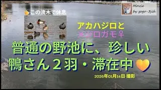 普通の野池に、珍しい鴨さん２羽・滞在中 #バードウォッチング #メジロガモ #アカハジロ