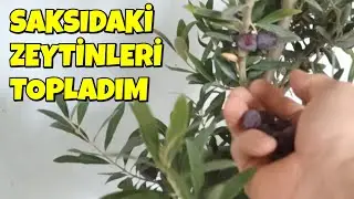 Saksıdaki Zeytin Ağacımdan Avuç Avuç  Zeytin Topladım