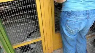 Feeding time at the Exotic Pet Refuge - Nora the Lemur