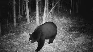 very large black bear at night