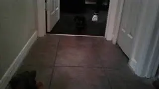 The Life of a Dackel - Dachshund Statue Plays with Real Dachshund