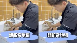 Daily cleaning and care, a new height for cat #Pet Brother Cleaning and Care #Cute Pet Debut Plan