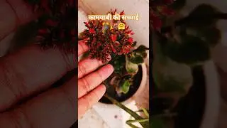 किलांचू plant ☘️ #shorts#shortsfeed #youtubeshorts#ytshorts#trending #viral #trendingshorts #plants