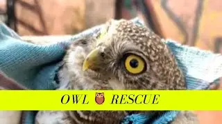 Owl Rescue || Why Nets are not safe || @ZIONBOKEH 