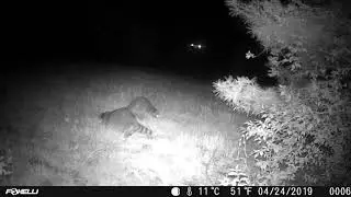 Foxelli Trail camera Night Vision test . Raccoons