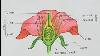 How to draw parts of flower diagram CBSE//labelled longitudinal section of flower//easy