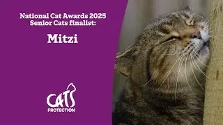Mitzi | Intuitive, senior cat | National Cat Awards 2025