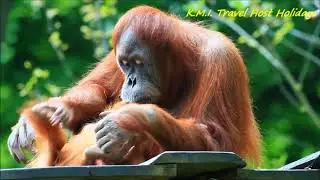 Visit Malaysia,,,Presents by K M I  Travel Host Holidays,,,,,