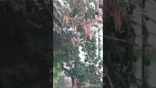 Crow eating Chicken bone