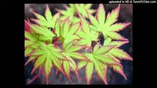 Daleka obala - Marica
