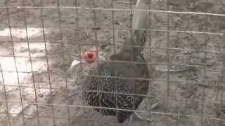 Kalij Pheasant in the Hua Hin animal park ( Thailand )