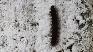 Stylish Caterpillar with Spiky hairs🐛 | Hairy Moth Caterpillar climbing on wall